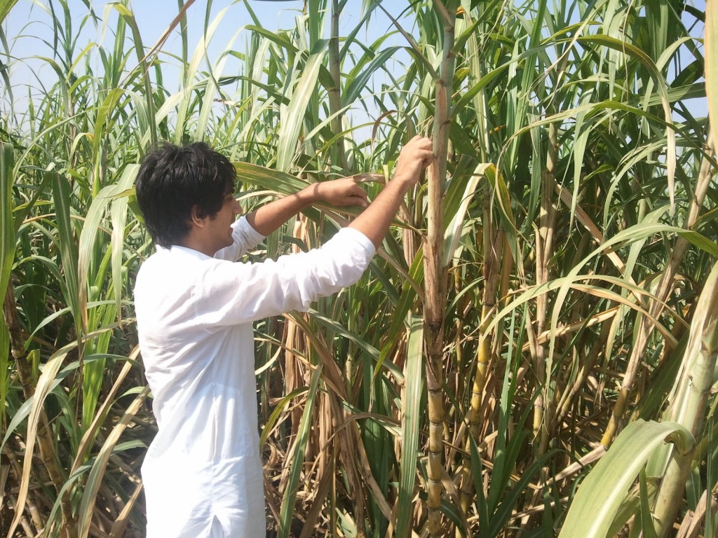 India's sugar plantation is 