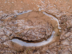 Photo of a Muddy Hoof (Source: Getty Images)