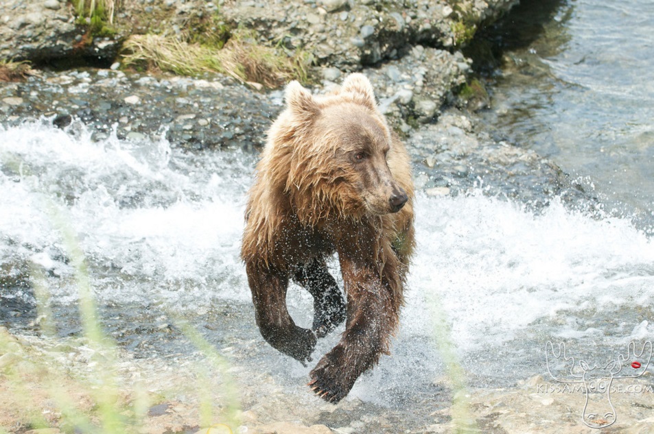 mcneil bear19