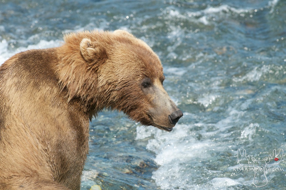 mcneil bear36
