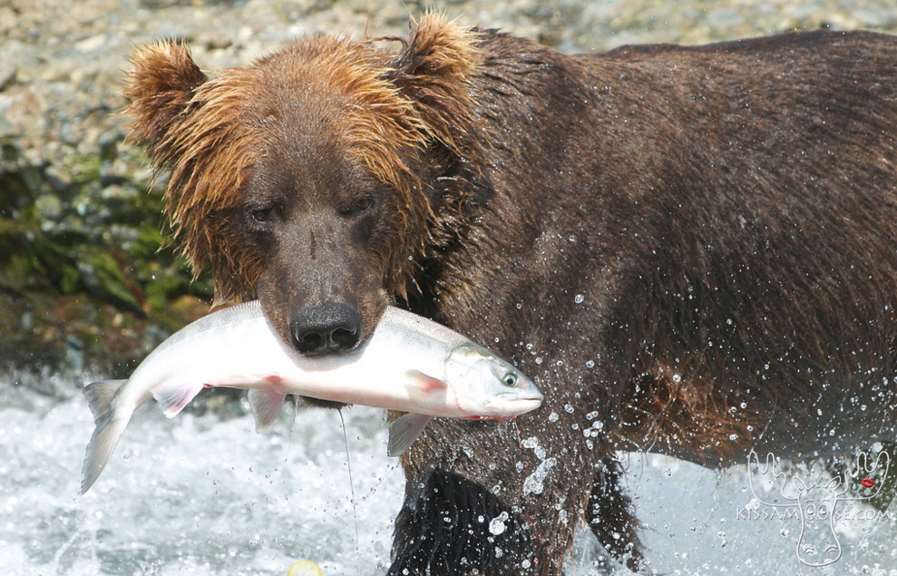 Photo courtesy of Coby Brock, KissAMoose.com