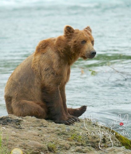 mcneil bear52