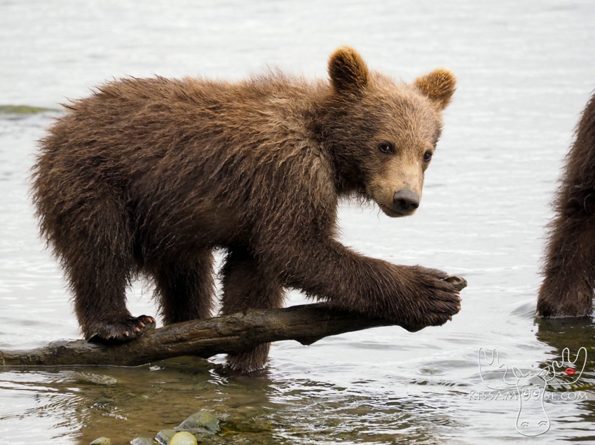 mcneil bear54