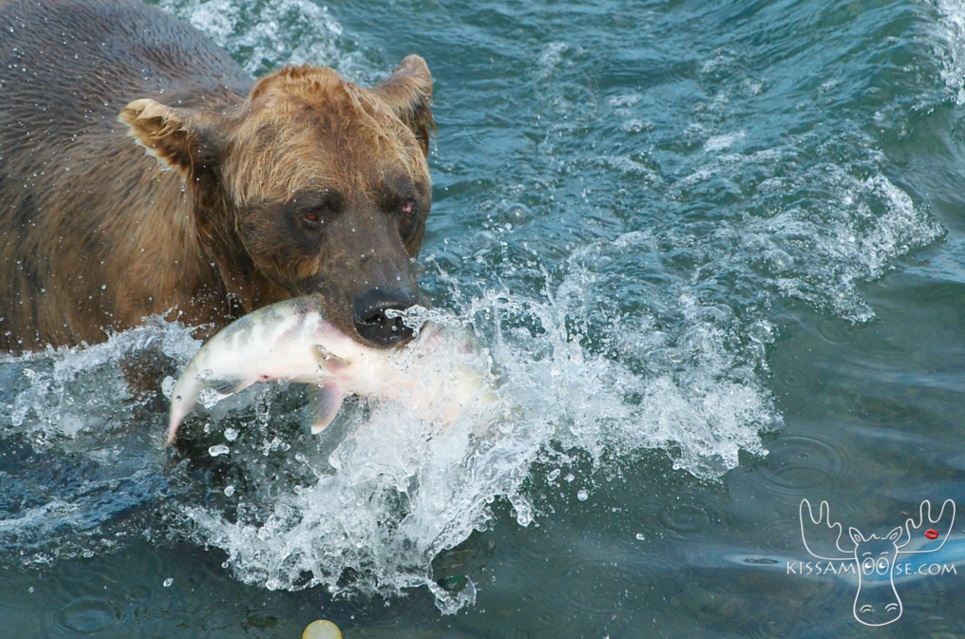 Photo courtesy of Coby Brock, KissAMoose.com