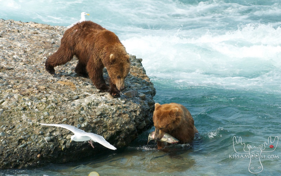 mcneil bear57