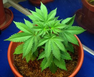 young_cannabis_plant_in_the_vegetative_stage_01